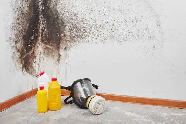 Localized Mold Remediation (e.g., coastal areas, humid climates)